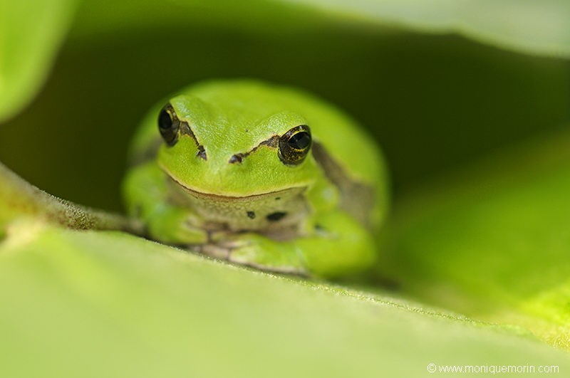 Rainette verte  - Hyla arborea