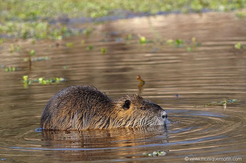 &nbsp&nbspET MOI AUSSI.... Ragondin - Myocastor coypus - Coypu