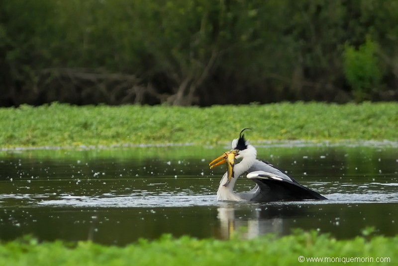 Héron cendré - Ardea cinerea